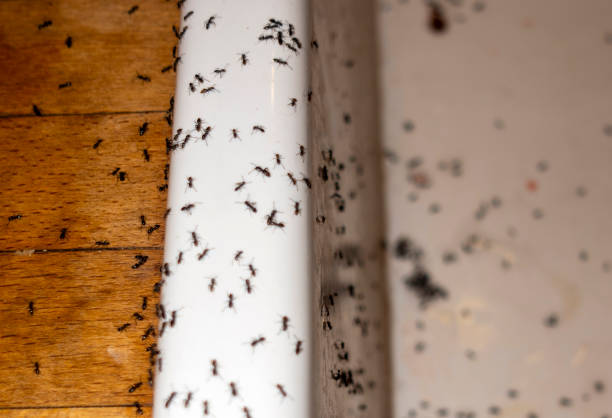 Best Local Pest Control Services  in Nashville, GA