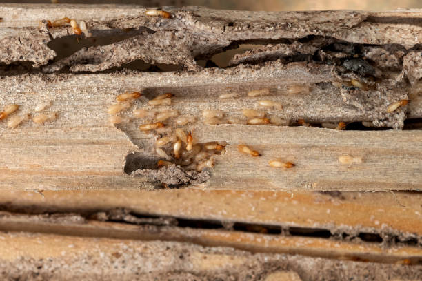 Best Pest Inspection Near Me  in Nashville, GA